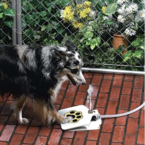 automatic outdoor dog water fountain 12