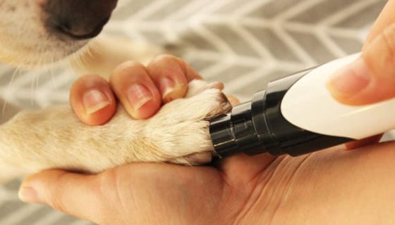 Rechargeable Professional Dog Nail Grinder 366